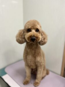 レオンくんのトリミング写真