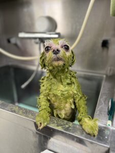 ライくんのトリミング写真