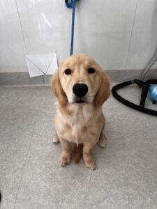 11月7日のわんこたちの写真