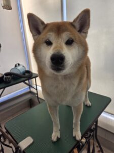 小太郎(こたろう)くんのトリミング写真