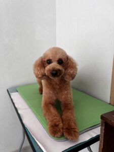 栗くんのトリミング写真