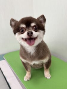 琥珀(こはく)くんのトリミング写真