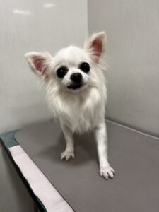 福(ふく)ちゃんのトリミング写真