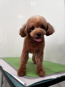 空音(くおん)ちゃんのトリミング写真