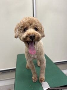 茶々丸くんのトリミング写真