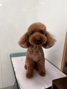 茶々丸くんのトリミング写真