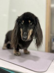 蓮(れん)くんのトリミング写真