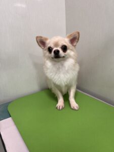 陽(はる)くんのトリミング写真