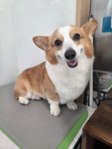 ムギちゃんのトリミング写真