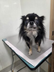 アースくんのトリミング写真