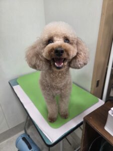 空太(くうた)くんのトリミング写真