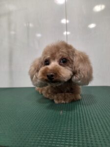 虎太郎(こたろう)くんのトリミング写真