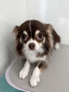 かりんちゃんのトリミング写真