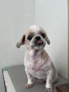 なな男くんのトリミング写真