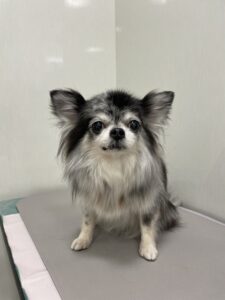 サニーちゃんのトリミング写真