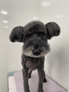 トワくんのトリミング写真