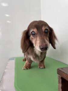 マメぞうくんのトリミング写真