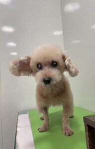 フランくんのトリミング写真