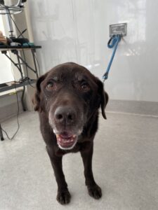 レオくんのトリミング写真