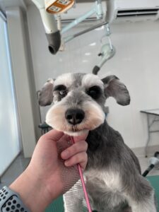 りのんちゃんのトリミング写真