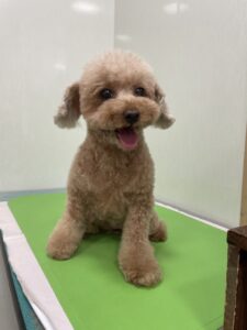 ミランちゃんのトリミング写真