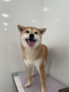 杏(あんず)ちゃんのトリミング写真