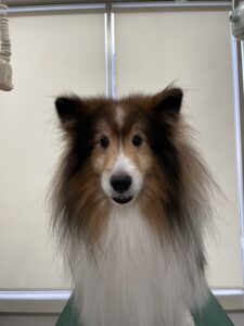 ロンくんのトリミング写真