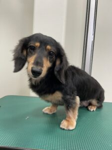 ひなちゃんのトリミング写真