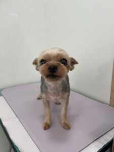 チョコちゃんのトリミング写真