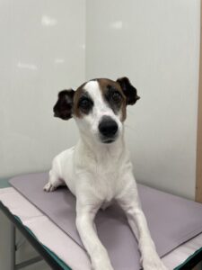 レオンくんのトリミング写真