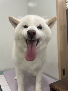 月(つき)ちゃんのトリミング写真