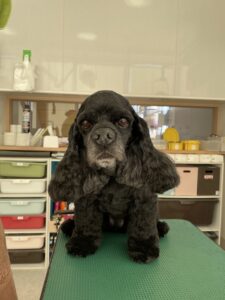 11月28日のわんこたちの写真