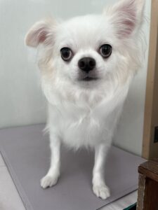 福くんのトリミング写真