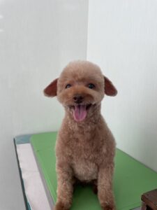 プティちゃんのトリミング写真