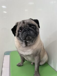 小鉄(こてつ)くんのトリミング写真