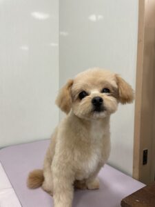 ききちゃんのトリミング写真