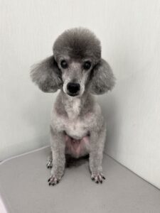 エディくんのトリミング写真