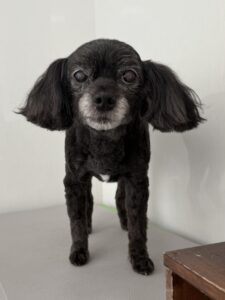 11月1日のわんこたちの写真