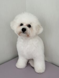 マメちゃんのトリミング写真