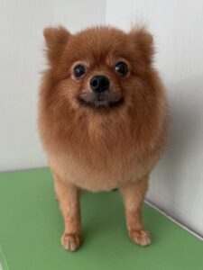 りょうくんのトリミング写真