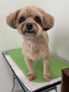 チョコくんのトリミング写真