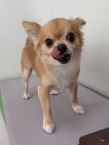 こりきくんのトリミング写真