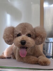 ルルくんのトリミング写真