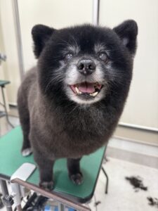 文太(ぶんた)くんのトリミング写真