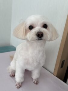 11月8日のわんこたちの写真