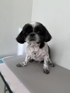 むくくんのトリミング写真