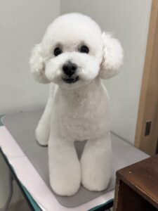 ハッピーくんのトリミング写真