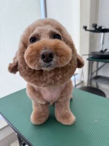 11月9日のわんこたちの写真