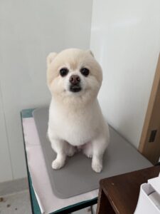 ぽこくんのトリミング写真