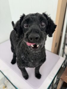 チョコクッキーくんのトリミング写真